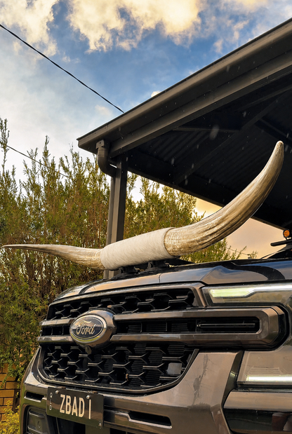 Custom Made Suction Mount Long Horns