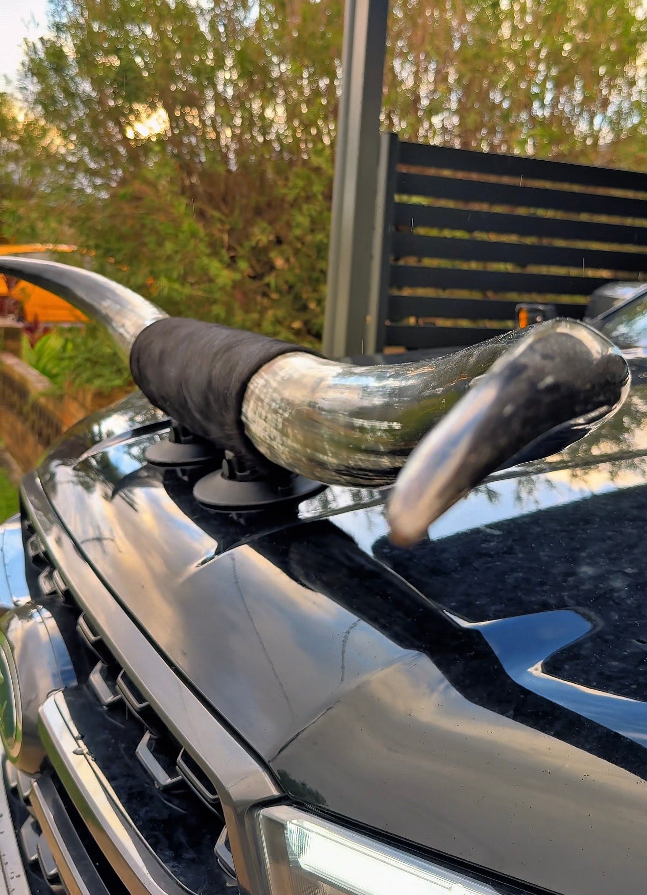 Custom Made Suction Mount Long Horns