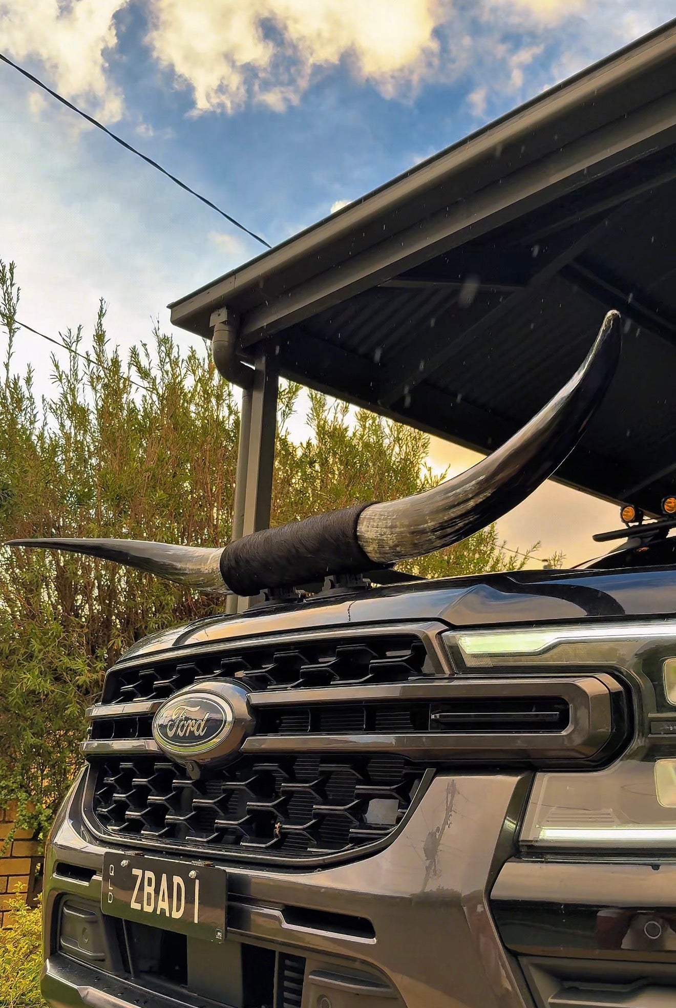 Custom Made Suction Mount Long Horns